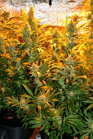 Click image for larger version

Name:	Getting Closer.jpg
Views:	189
Size:	9.45 MB
ID:	4730
