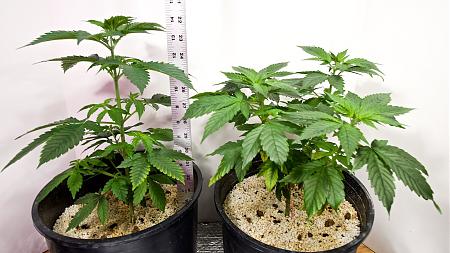 Click image for larger version

Name:	White Widow B, Week 7, 01-010-20 5.jpg
Views:	327
Size:	350.5 KB
ID:	365566