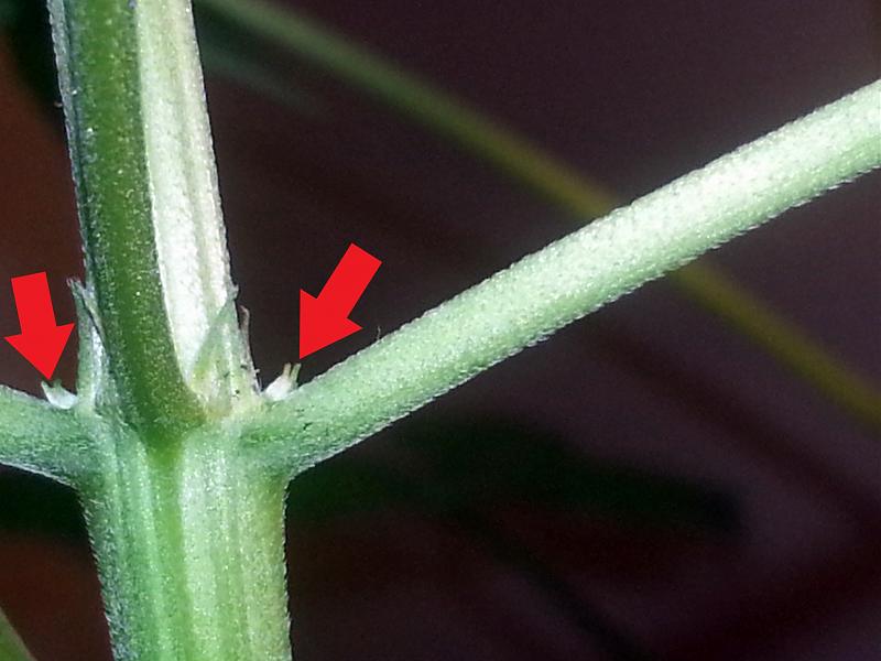 Click image for larger version

Name:	pot plant close up 01.jpg
Views:	333
Size:	2.35 MB
ID:	130732
