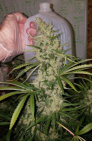 Click image for larger version

Name:	20190228_212709.jpg
Views:	409
Size:	1.82 MB
ID:	295304