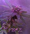 Click image for larger version

Name:	PB2.1.jpg
Views:	212
Size:	800.8 KB
ID:	253991