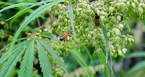 Click image for larger version

Name:	111318_sm_bees-hemp_feat_REV.jpg
Views:	203
Size:	132.9 KB
ID:	436217