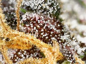Click image for larger version

Name:	plant 1.3.jpg
Views:	294
Size:	154.6 KB
ID:	437793