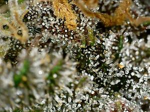 Click image for larger version

Name:	plant 1.jpg
Views:	284
Size:	153.8 KB
ID:	437794