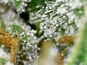 Click image for larger version

Name:	plant 2.1.jpg
Views:	299
Size:	103.9 KB
ID:	437797