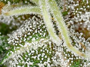 Click image for larger version

Name:	plant 2.2.jpg
Views:	273
Size:	158.5 KB
ID:	437798