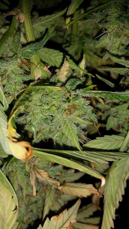 Click image for larger version

Name:	Lemon Skunk Oily Girl.jpg
Views:	386
Size:	1.02 MB
ID:	388136