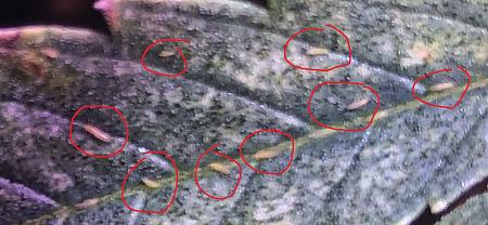Click image for larger version

Name:	Bugs.jpg
Views:	271
Size:	178.4 KB
ID:	438574