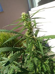 Click image for larger version

Name:	IMG_20200821_165438.jpg
Views:	174
Size:	2.80 MB
ID:	439546