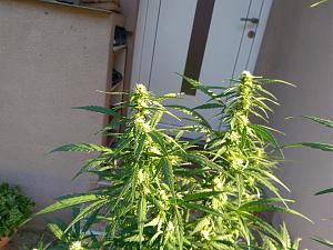 Click image for larger version

Name:	IMG_20200823_072358.jpg
Views:	168
Size:	2.74 MB
ID:	439547