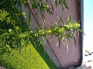 Click image for larger version

Name:	IMG_20200823_072536.jpg
Views:	171
Size:	3.48 MB
ID:	439548