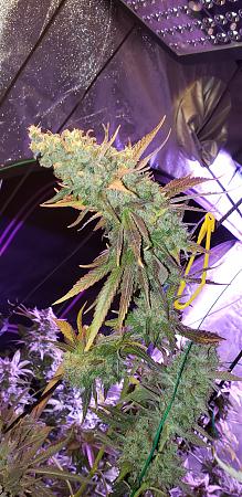 Click image for larger version

Name:	20191127_151932.jpg
Views:	506
Size:	2.45 MB
ID:	352857