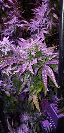 Click image for larger version

Name:	20191127_152001.jpg
Views:	540
Size:	2.20 MB
ID:	352866