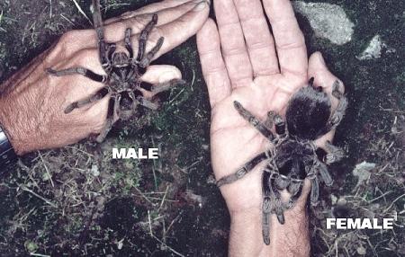 Click image for larger version

Name:	tarantulas.jpg
Views:	221
Size:	87.1 KB
ID:	319968