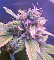 Click image for larger version

Name:	frosty3.jpg
Views:	222
Size:	770.2 KB
ID:	256176