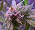 Click image for larger version

Name:	frosty1.jpg
Views:	223
Size:	454.6 KB
ID:	256178