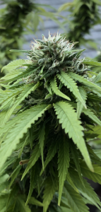 Click image for larger version

Name:	Bud 4.png
Views:	372
Size:	1.08 MB
ID:	443237