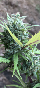 Click image for larger version

Name:	Bud 2.png
Views:	371
Size:	1.17 MB
ID:	443239