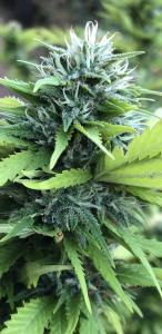 Click image for larger version

Name:	Bud 3.png
Views:	361
Size:	1.17 MB
ID:	443240