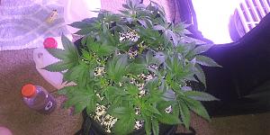 Click image for larger version

Name:	20200903_134844.jpg
Views:	471
Size:	2.52 MB
ID:	444027
