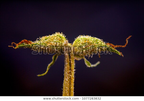 Click image for larger version

Name:	macro-detail-cannabis-calyx-sour-600w-1077283832.jpg
Views:	192
Size:	49.2 KB
ID:	446459