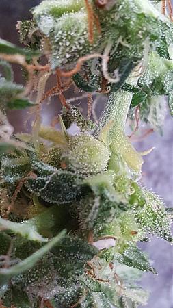Click image for larger version

Name:	Auto sac close up.jpg
Views:	276
Size:	978.9 KB
ID:	447717