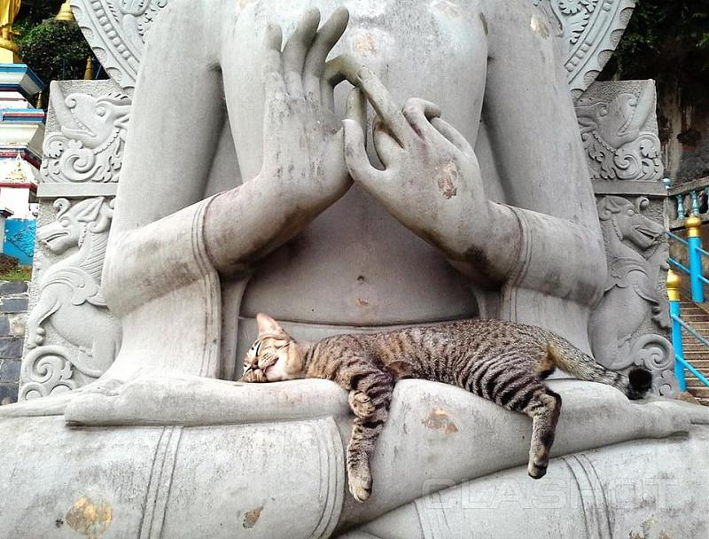 Click image for larger version

Name:	buddha cat.jpg
Views:	339
Size:	210.0 KB
ID:	447949