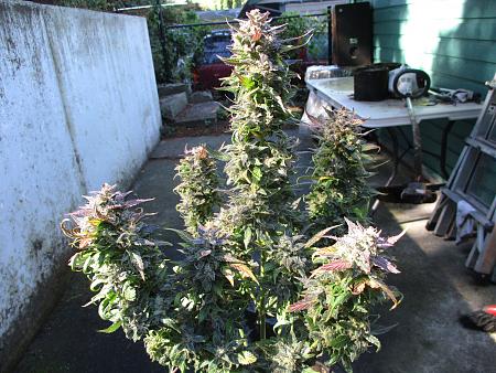 Click image for larger version

Name:	IMG_1023.JPG
Views:	875
Size:	1.22 MB
ID:	454622