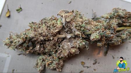 Click image for larger version

Name:	budrot.jpg
Views:	414
Size:	168.4 KB
ID:	455756