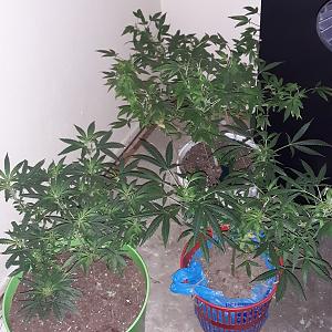 Click image for larger version

Name:	20201003_212110.jpg
Views:	770
Size:	2.00 MB
ID:	456135