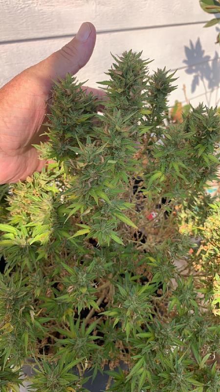 Click image for larger version

Name:	dwarf harvest.jpg
Views:	202
Size:	714.6 KB
ID:	457113