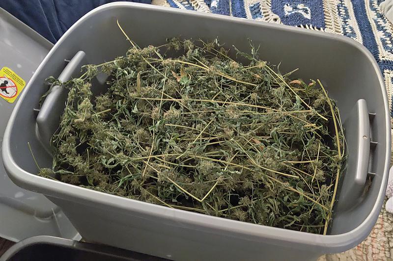 Click image for larger version

Name:	OG Kush pre-trim.jpg
Views:	284
Size:	1.29 MB
ID:	458355