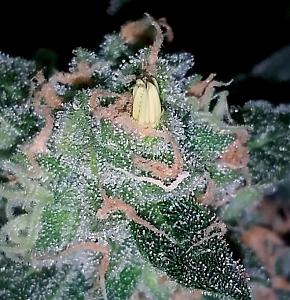 Click image for larger version

Name:	cannabis-hermie-yellow-nanner-banana.jpg
Views:	323
Size:	128.9 KB
ID:	315826