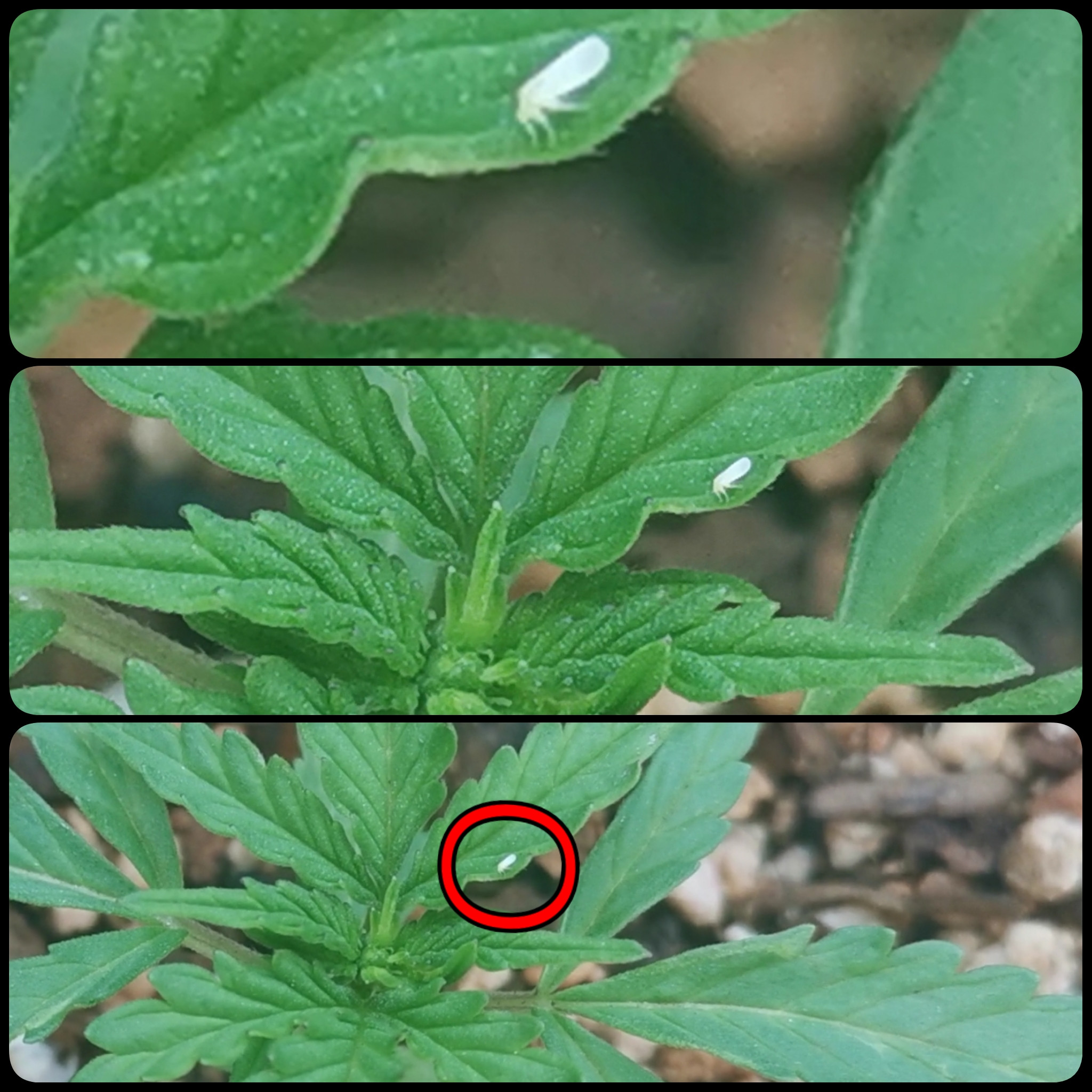 Click image for larger version

Name:	PhotoGrid_1570196565139.jpg
Views:	433
Size:	609.9 KB
ID:	340935