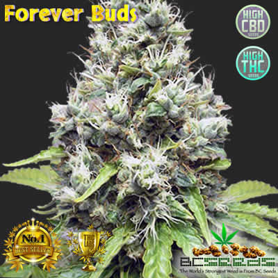 Click image for larger version

Name:	forever-buds.jpg
Views:	230
Size:	65.3 KB
ID:	403827