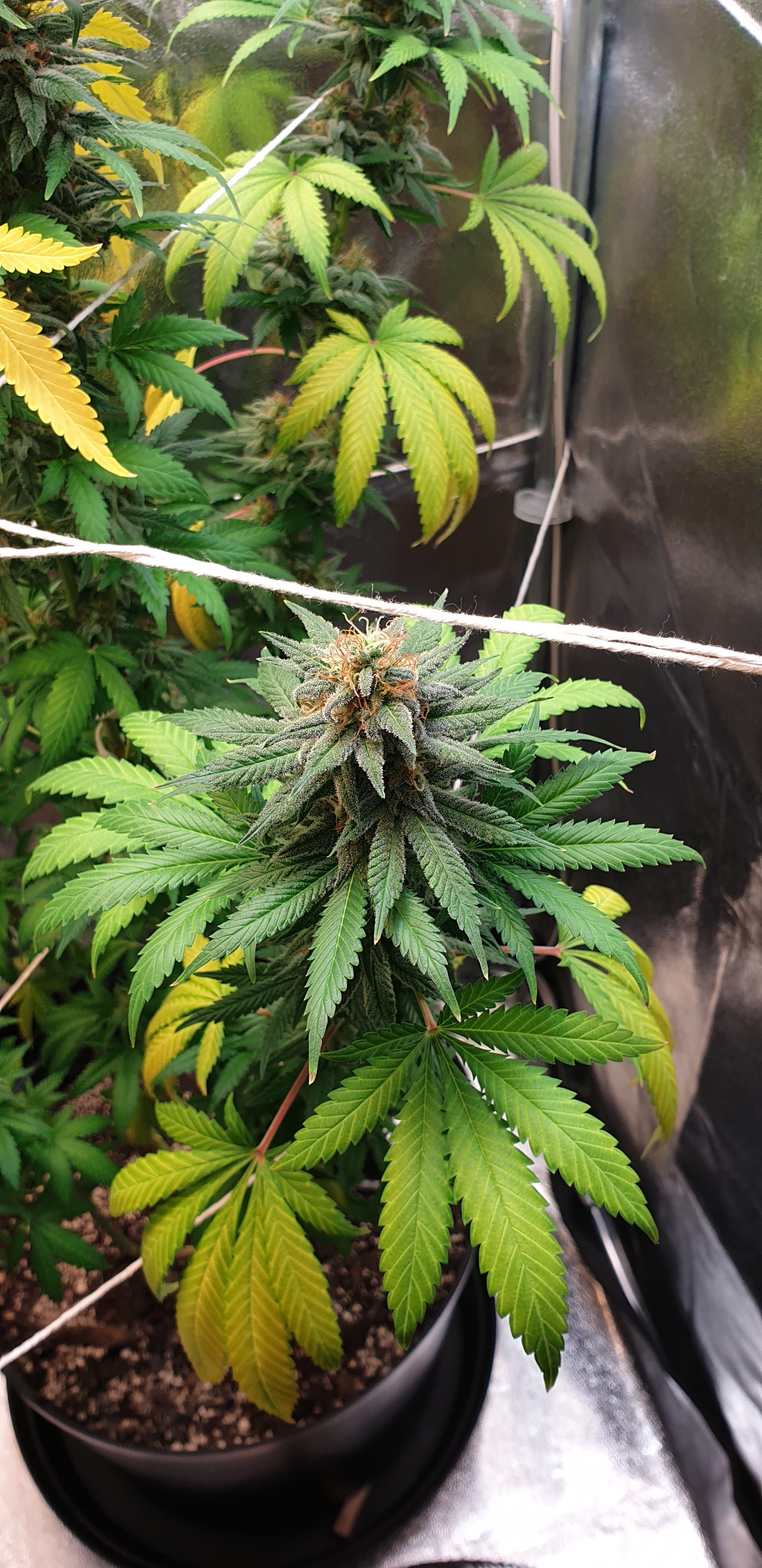 Buy Aurora Indica Feminized seeds – Nirvana Shop