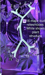 Click image for larger version  Name:	clonestructure_1.JPG Views:	0 Size:	1.55 MB ID:	464827