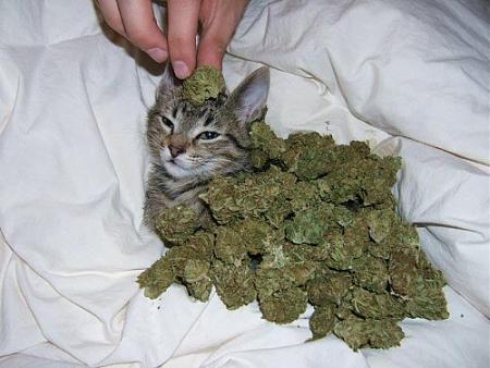 Click image for larger version

Name:	cannacat.jpg
Views:	313
Size:	63.4 KB
ID:	465588