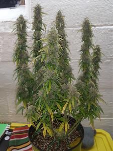 Click image for larger version

Name:	20201107_110021.jpg
Views:	491
Size:	1.85 MB
ID:	465935
