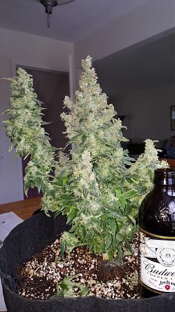 Click image for larger version

Name:	First auto.jpg
Views:	204
Size:	4.22 MB
ID:	467090