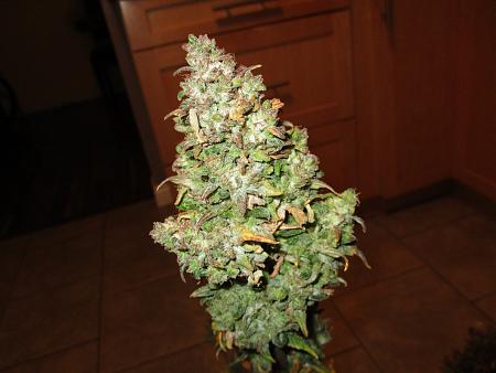 Click image for larger version

Name:	IMG_1124.JPG
Views:	1963
Size:	713.3 KB
ID:	467239