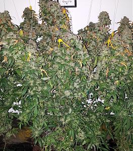 Click image for larger version

Name:	20201121_110547.jpg
Views:	340
Size:	2.09 MB
ID:	518653