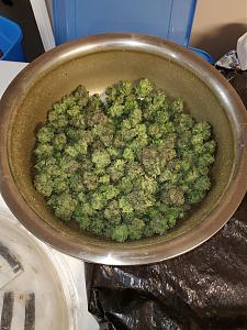 Click image for larger version

Name:	20201124_042341_copy_1209x1612.jpg
Views:	310
Size:	679.3 KB
ID:	469242