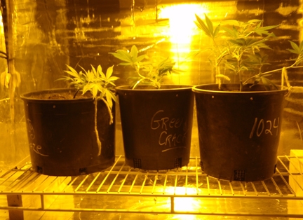 Click image for larger version  Name:	The-garden.jpg Views:	1 Size:	122.2 KB ID:	101893