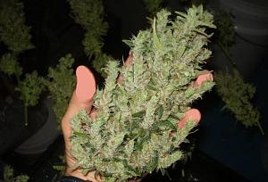 Click image for larger version

Name:	goodfoxtail.jpg
Views:	278
Size:	107.2 KB
ID:	321470