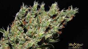 Click image for larger version

Name:	Nevilles-haze.jpg
Views:	276
Size:	272.3 KB
ID:	321472