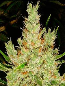 Click image for larger version

Name:	og haze.jpg
Views:	270
Size:	94.4 KB
ID:	321473
