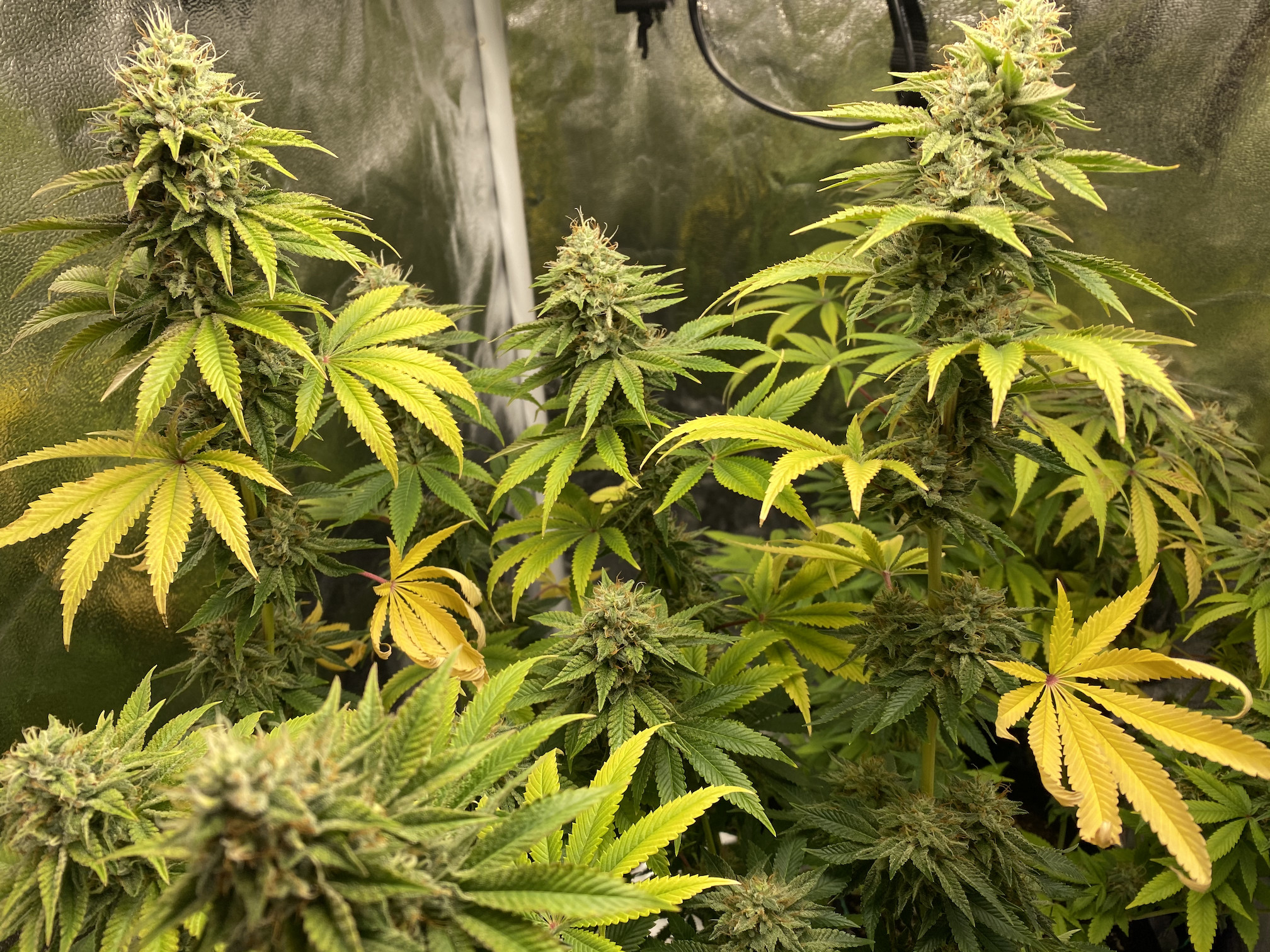 Click image for larger version

Name:	Leaf problems.jpg
Views:	1426
Size:	1.13 MB
ID:	470515