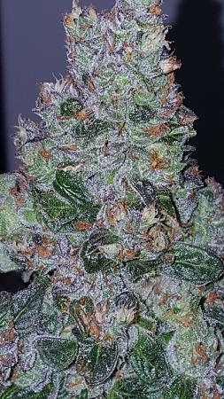 Click image for larger version

Name:	DS big bud.jpg
Views:	289
Size:	1.15 MB
ID:	378809