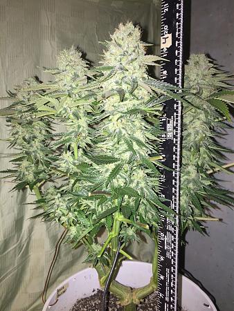 Click image for larger version

Name:	IMG_2509.JPG
Views:	587
Size:	2.06 MB
ID:	198590